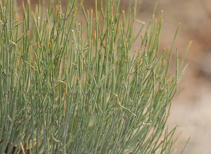 Pesquisa aponta uso medicinal e ritualístico da Ephedra nebrodensis há 15 mil anos atrás, no Marrocos