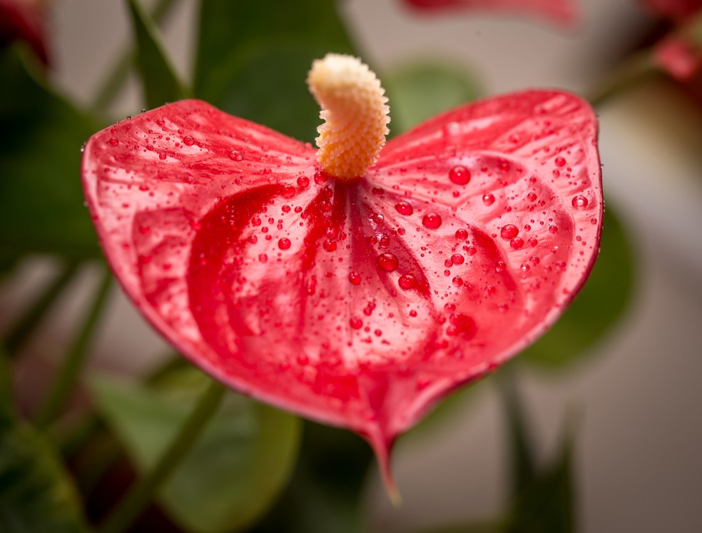 O antúrio pode ser uma escolha interessante para quem deseja trazer um ponto de cor para a decoração, já que suas flores vibrantes adicionam destaque ao ambiente — Foto: Magnific/pvproductions/Creative Commons