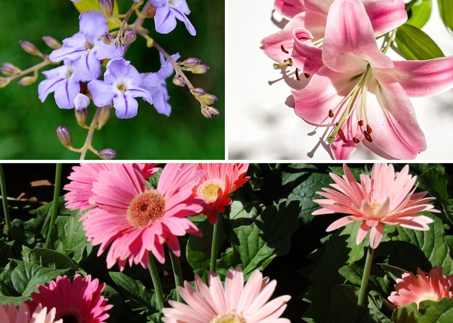 25 espécies de plantas que florescem no verão