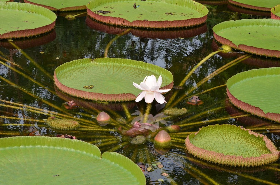 Victoria Amazonica: as flores surgem apenas no verão, por apenas 48 horas — Foto: Biodiversity 4 All / Reprodução