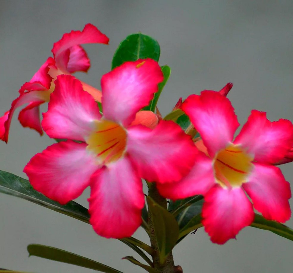 Rosa-do-deserto: como cuidar e cultivar a planta em casa, Paisagismo
