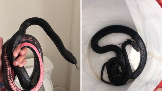 Mulher toma um susto com cobra encontrada no banheiro quando voltou de férias! Veja o vídeo!