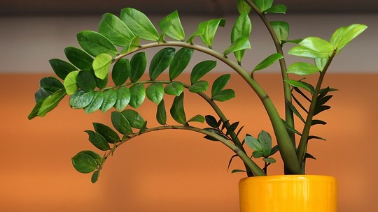 Zamioculca: como cuidar para que a planta cresça linda e saudável!