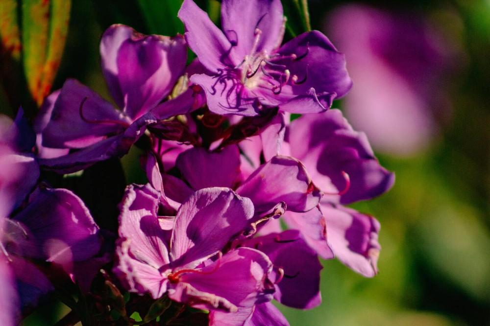 40 plantas roxas para conferir cor e contraste ao jardim