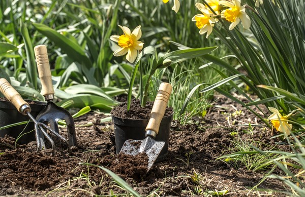 Como cultivar cebolas como um jardineiro profissional