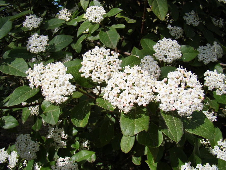 A maioria das flores da planta viburno são brancas, mas também podem aparecer com um tom mais fraco de rosa