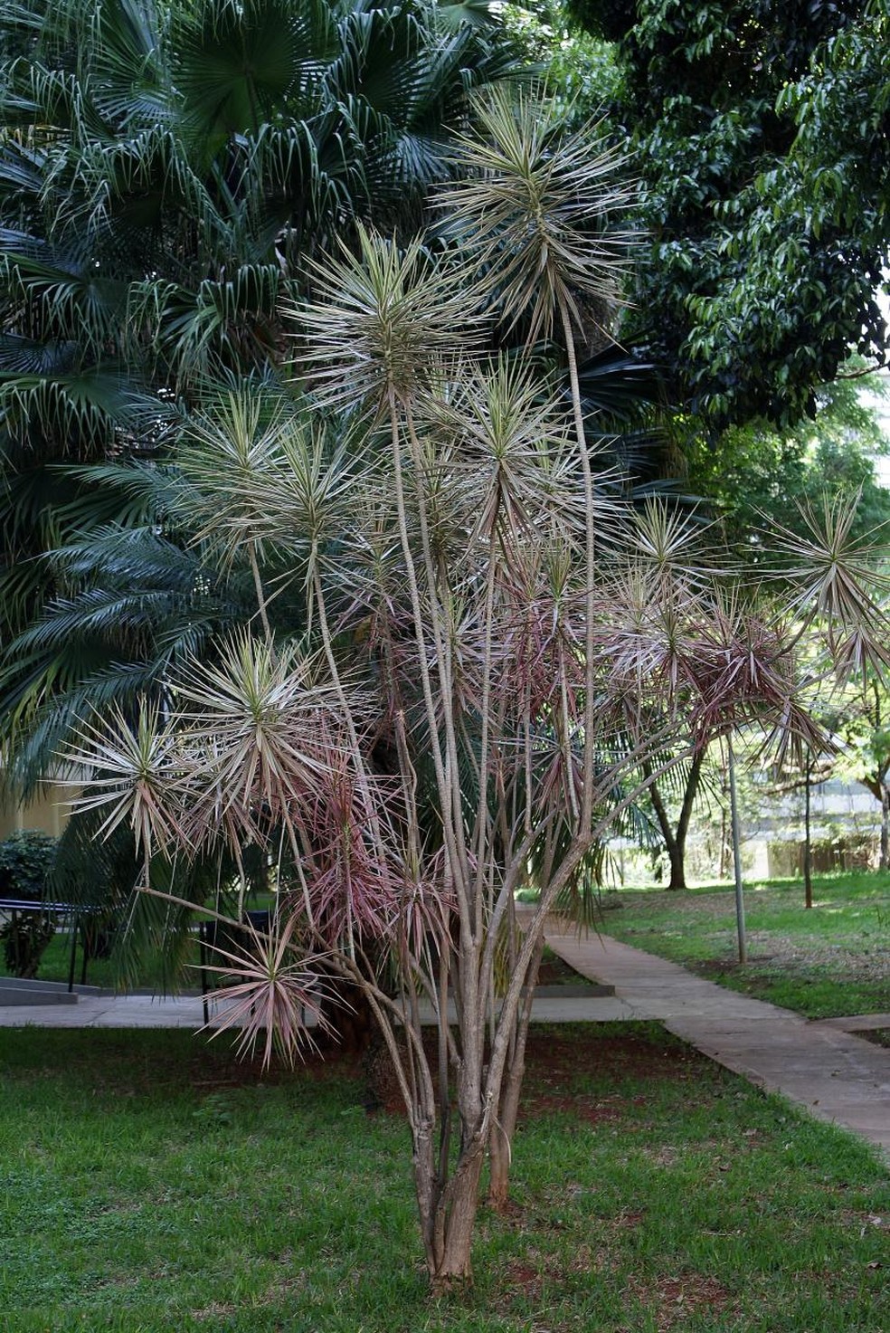 Dracena tricolor: como cuidar da planta com folhas coloridas que representa  fora e equilbrio