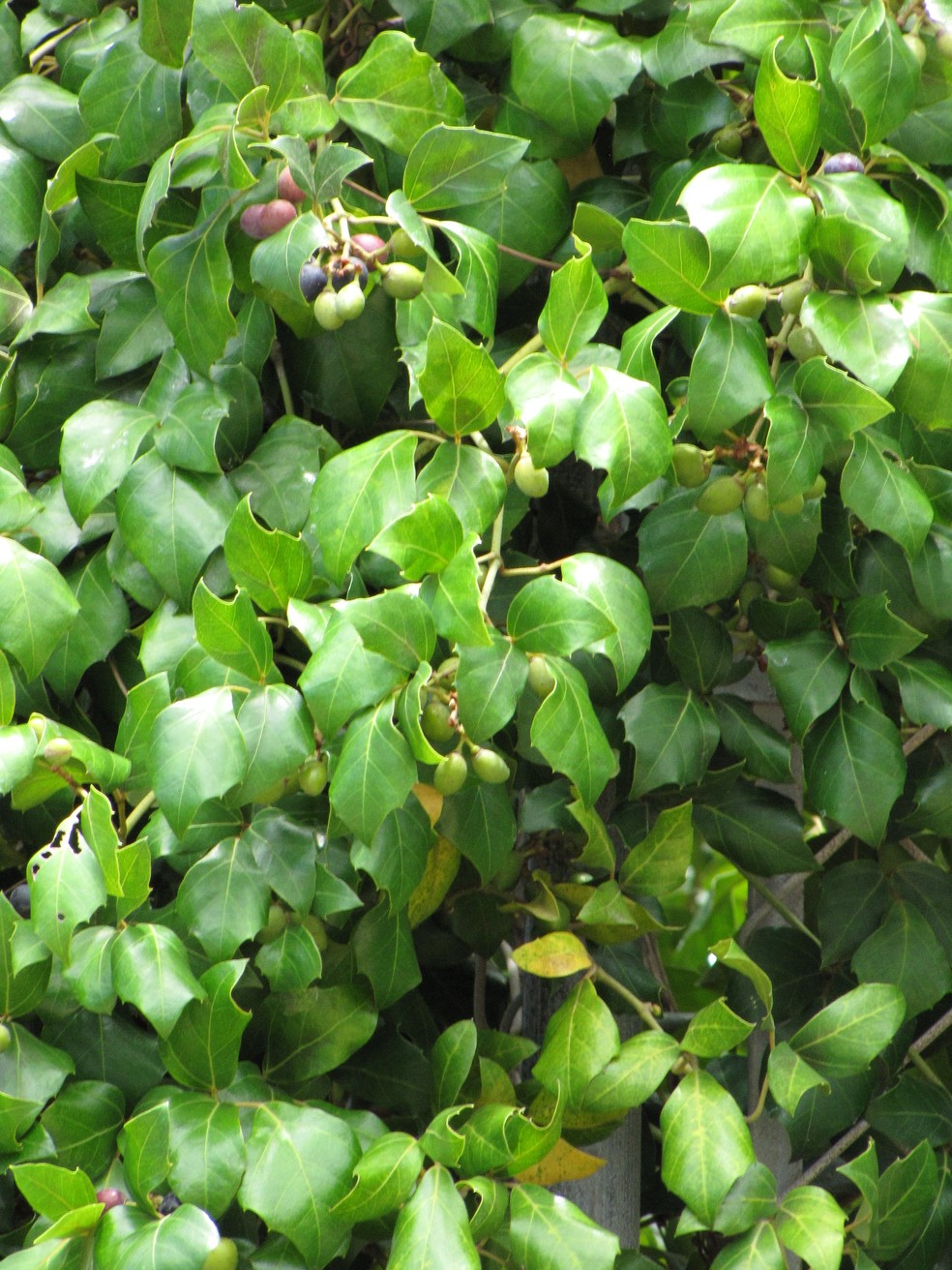 O cipó-uva cresce em ambientes semi-sombreados e em substrato rico em matéria orgânica — Foto: Flickr / Forest and Kim Starr / CreativeCommons
