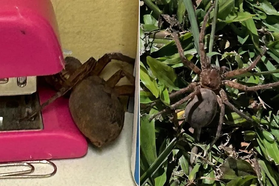 Aranha gigante carrega rato para ser seu almoço