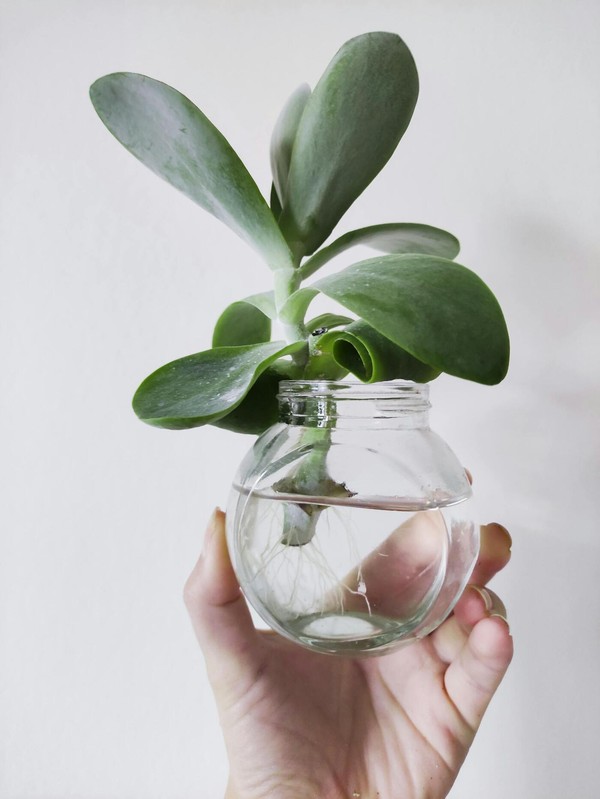 O correto é que apenas a base da folha ou o pecíolo toque na água, técnica essencial para suculentas como a planta jade (Crassula ovata), evitando o apodrecimento por umidade excessiva e a falta de oxigenação — Foto: Pexels/Катерина Мишкель/Creative Commons