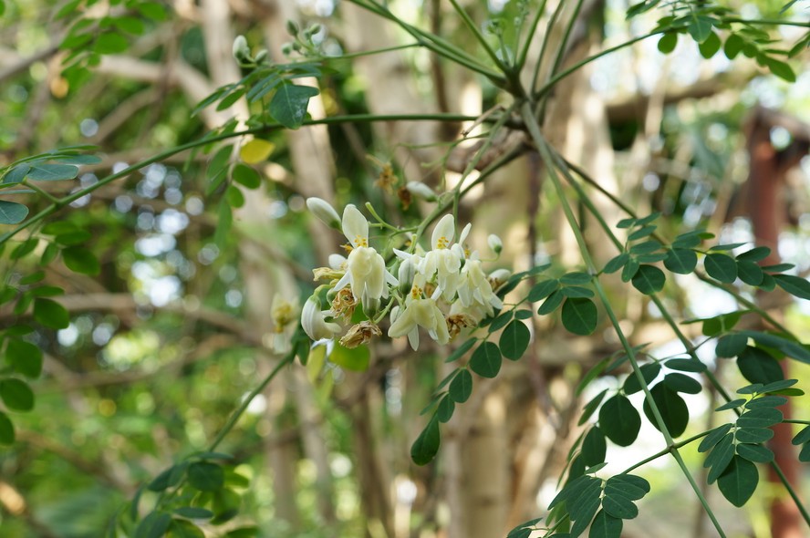 Moringa: conheça os benefícios da planta e como cultivá-la em casa