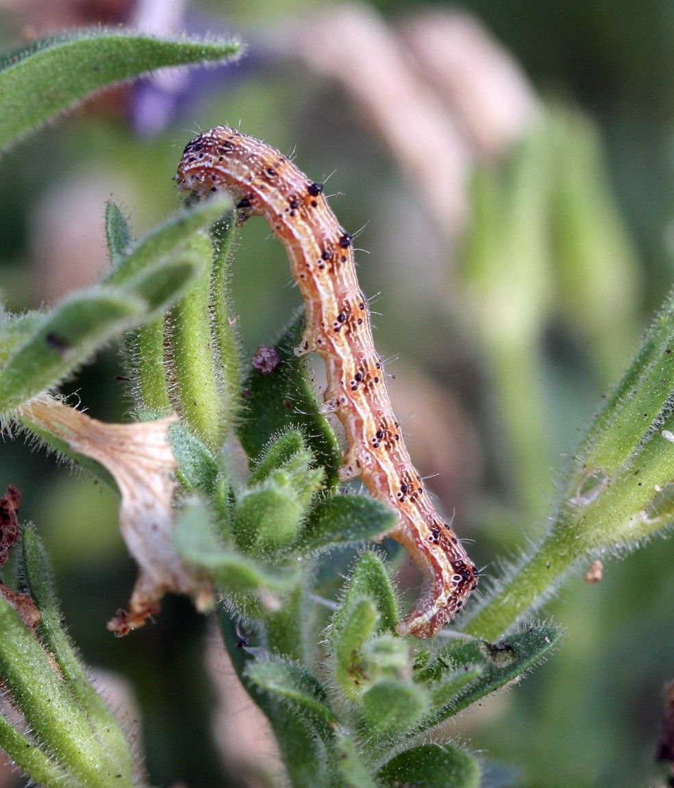 A Chloridea virescens, ou lagarta da maçã, é considerada uma das principais pragas agrícolas e aparece também na fase larval — Foto: Wikimedia Commons / Whitney Cranshaw / Creative Commons