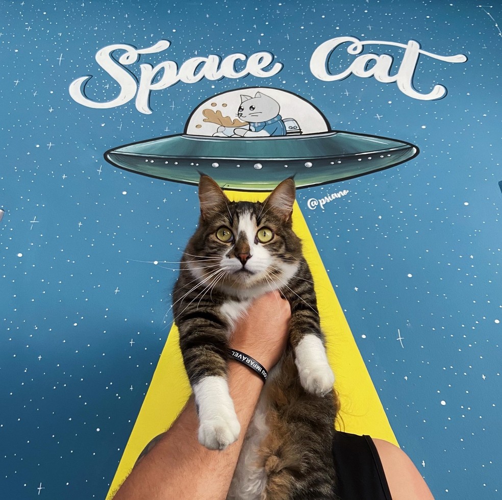 Os gatos na Space Cat Coffee recebem uma alimentação guiada por uma especialista em dieta felina, para atender todas as necessidades nutricionais dos animais — Foto: Space Cat Coffee / Divulgação