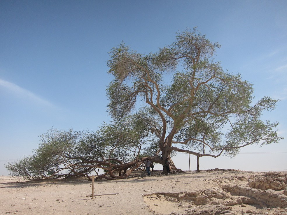 Com cerca de 400 anos, a Árvore da Vida (Shajarat-al-Hayat) fica no deserto do Bahrein — Foto: Wikimedia/കാക്കര