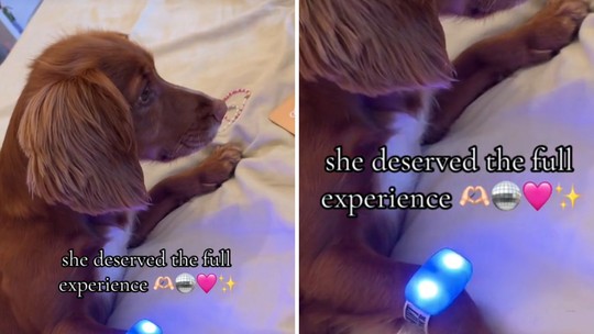 Fã de Taylor Swift garante participação de sua cadela na "Eras Tour" e viraliza na web Fã de Taylor Swift garante participação de sua cadela na "Eras Tour" e viraliza na web