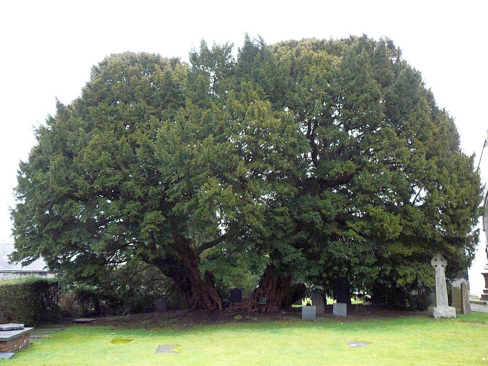 A circunferência da árvore Llangernyw Yew é de 10,75 m — Foto: Wikimedia / Creative Commons
