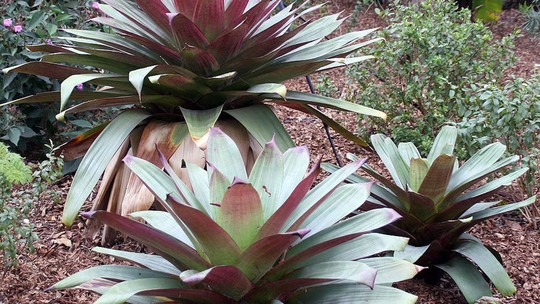 Bromélia: como cuidar da planta ideal para jardins tropicais; veja!