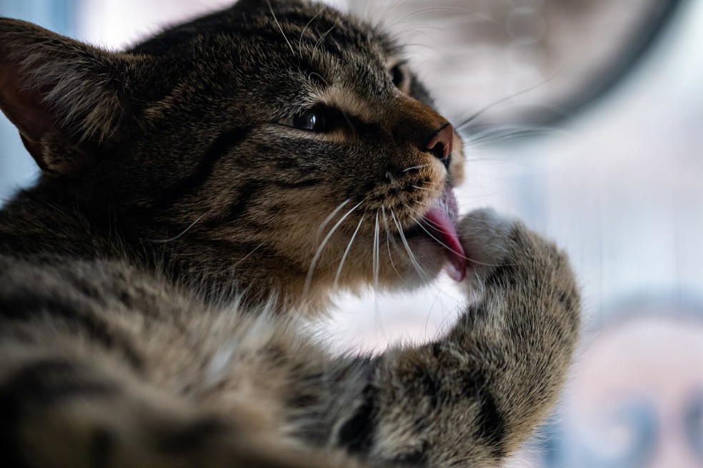 Gatos são mais sensíveis a produtos de limpeza pois, ao caminharem sobre resíduos, ingerem substâncias tóxicas acidentalmente por meio do hábito natural de se lamber — Foto: Freepik/wirestock/Creative Commons