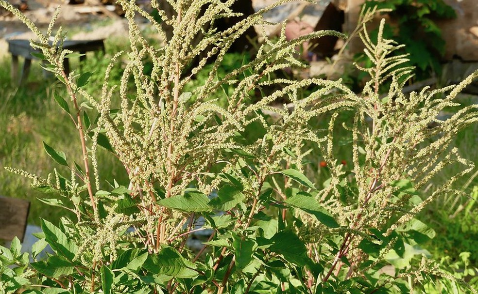 O caruru ou bredo é uma espécie do gênero Amaranthus, com folhas comestíveis — Foto: Sebastiao Pereira-Nunes / Flickr / Creative Commons