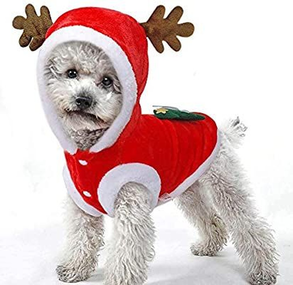 Fantasia de Natal para cachorro: como vestir o pet sem afetar o bem-estar