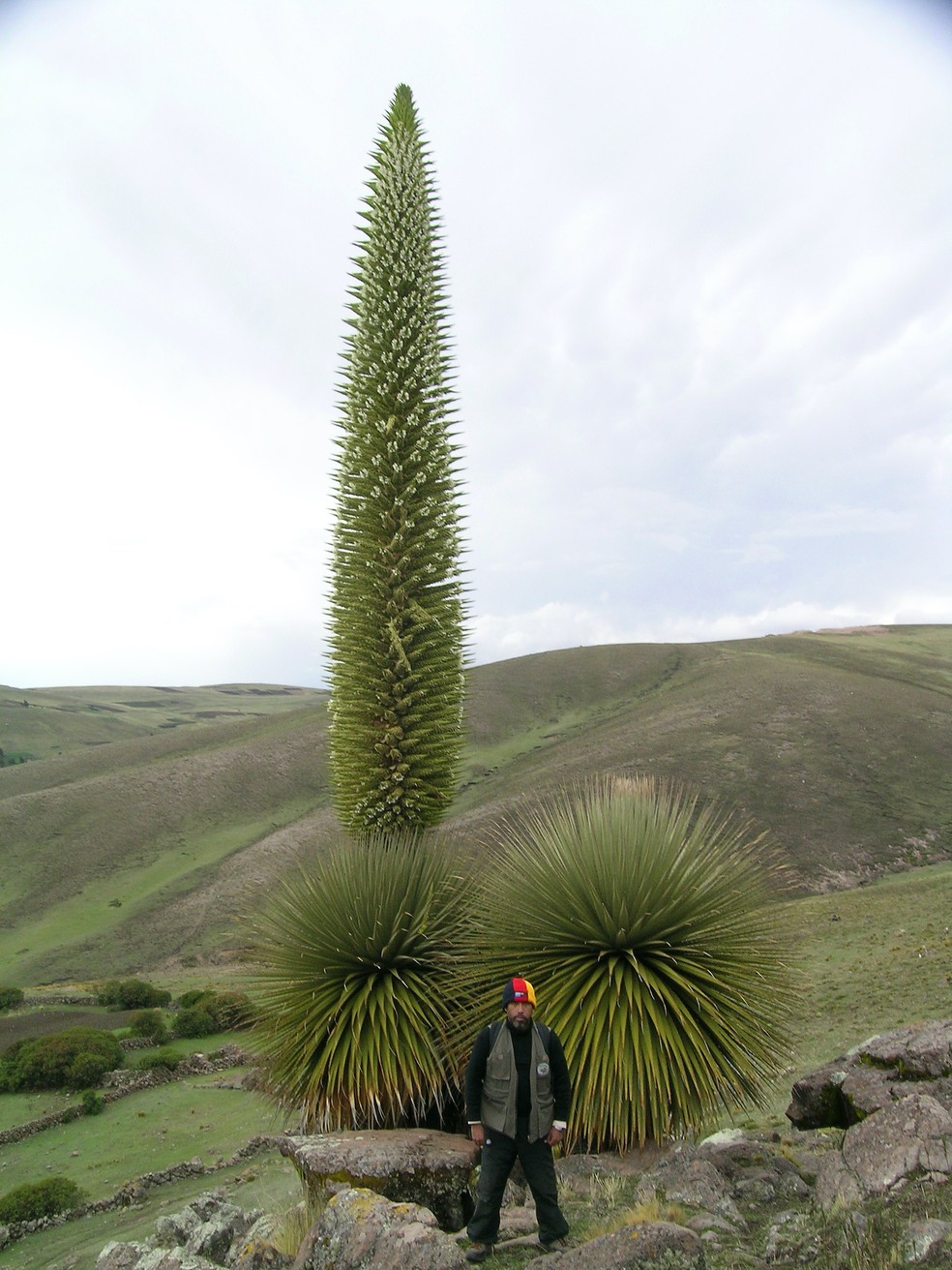 Puya Raimondii: conhecida como "rainha dos Andes" pode produzir milhares de flores — Foto: Wikipedia / Pepe Roque / CreativeCommons
