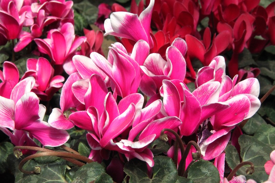 As flores do ciclame podem ser rosas, vermelhas, roxas ou brancas