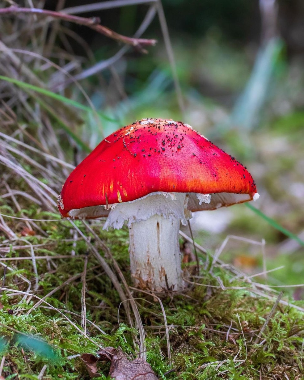 A espécie Amanita muscaria lembra a imagem tradicional que se tem de um cogumelo — Foto: Instagram / @fungiwoman / Reprodução