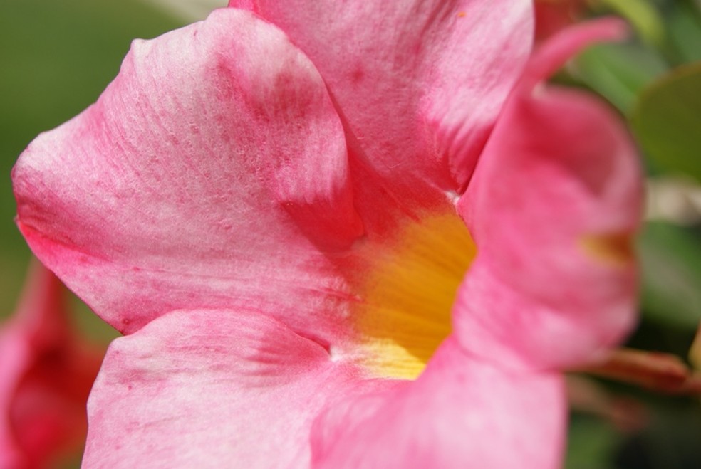 A Dipladênia Sanderi mais comum é rosa com centro amarelado — Foto: Arnaud Gaulupeau / Flickr / Creative Commons