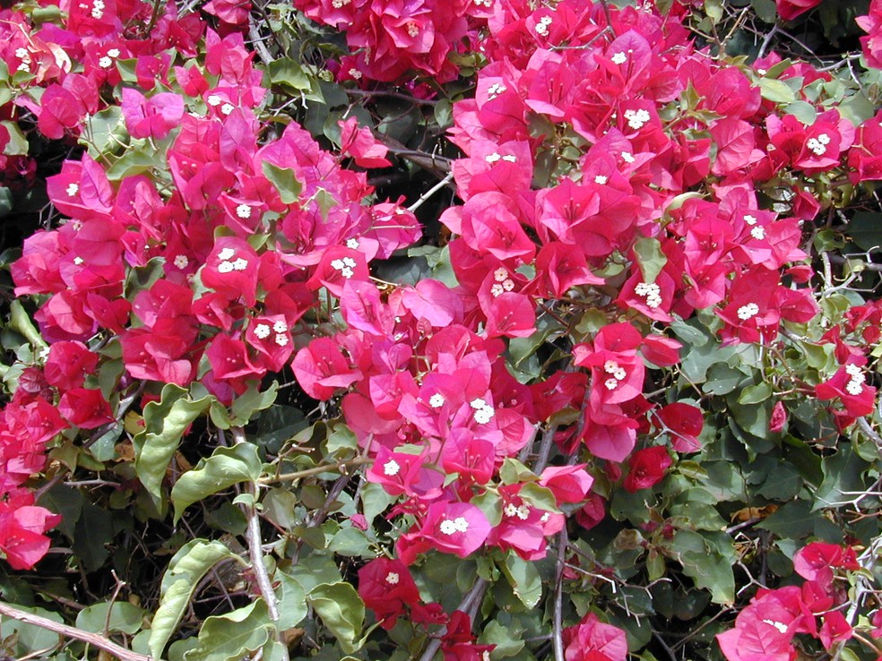 Esta versão da Bougainvillea spectabilis possui pequenas flores agrupadas em três e brácteas rosas — Foto: Wikimedia / Creative Commons