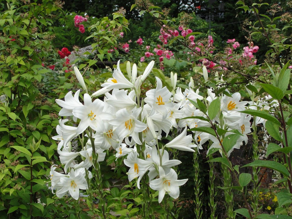 A Lilium candidum é uma espécie de lírio que vigora durante a noite — Foto: PxHere / Cimi / Creative Commons