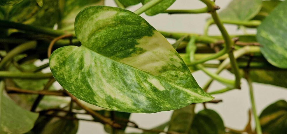 Jiboia: as principais doenças que podem afetar a planta e como evitá-las!