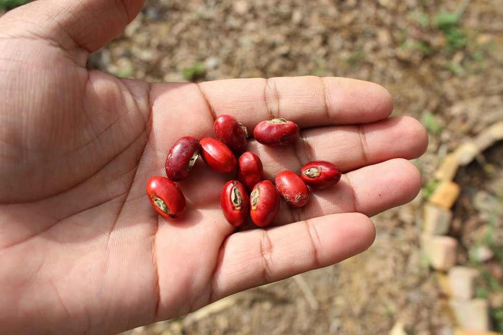 As sementes do mulungu não devem ser consumidas, pois são tóxicas — Foto: Wikimedia / Mateusbotanica2020 / Commons