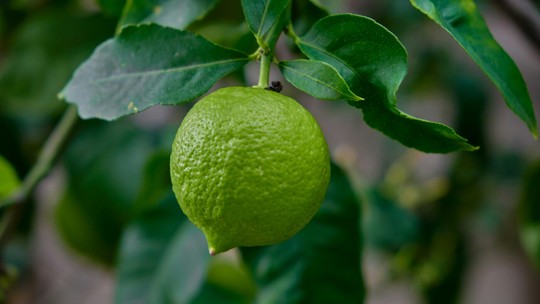 5 simpatias com limão para melhorar a energia da sua vida e do seu lar