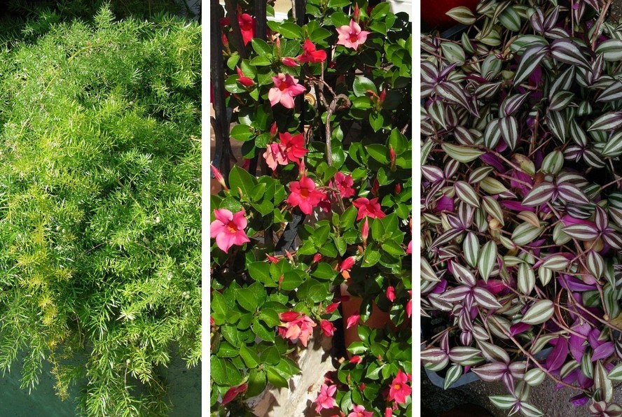 10 plantas pendentes de sol para o seu jardim