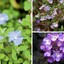 40 plantas roxas para conferir cor e contraste ao jardim