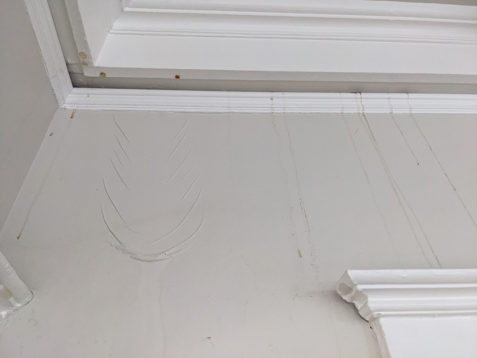 No início, a proprietária achou que era chuva — Foto: X / @ErikaCoaches / Reprodução