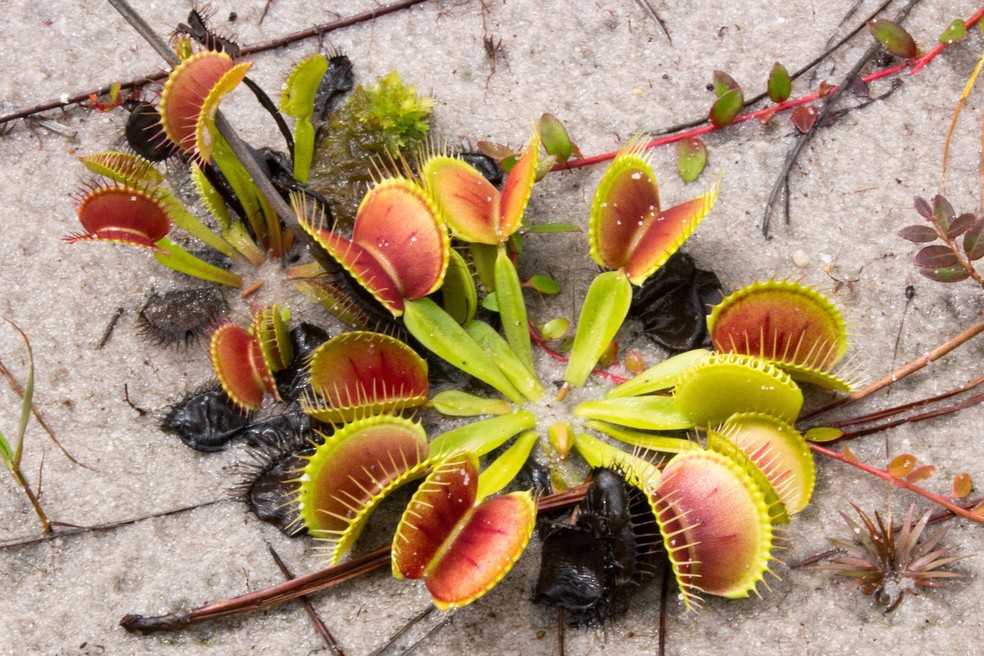 Dioneia, armadilha-de-vênus ou apanha-moscas – Dionaea muscipula — Foto: Flickr / Stuart Borrett / Creative Commons