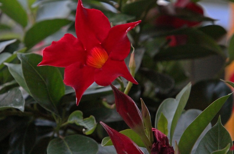 A dipladênia é uma trepadeira com flores vibrantes, como essa vermelha