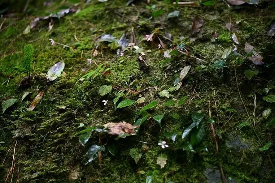 A Begonia cangyuanensis se distingue das begônias a que estamos acostumados por se tratar de uma erva rasteira ao invés de um arbusto