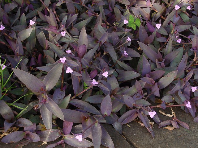 40 plantas roxas para conferir cor e contraste ao jardim