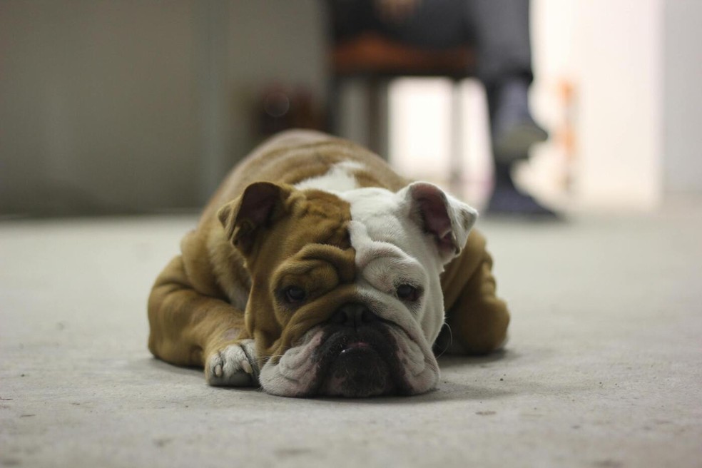 Pesquisadores da Universidade de Bristol mostraram que os cães podem se sentir tristes e pessimistas ao terem contato com o odor do hormônio cortisol liberado pelos humanos em momentos de estresse — Foto: Pexels / Nikola / Creative Commons