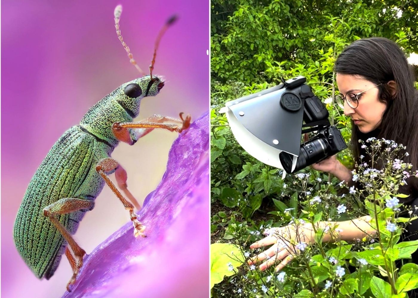Fotógrafa desvenda o universo dos insetos de jardim com incríveis fotos ...