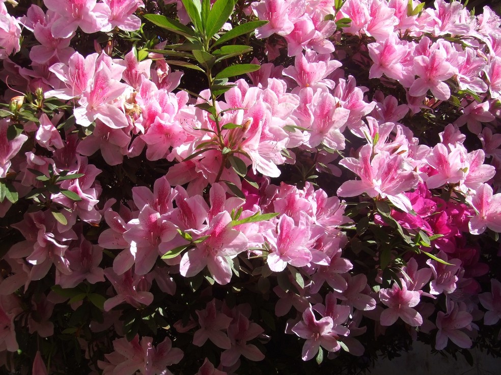 Dama da noite  HM Jardins - Floricultura e Jardinagem