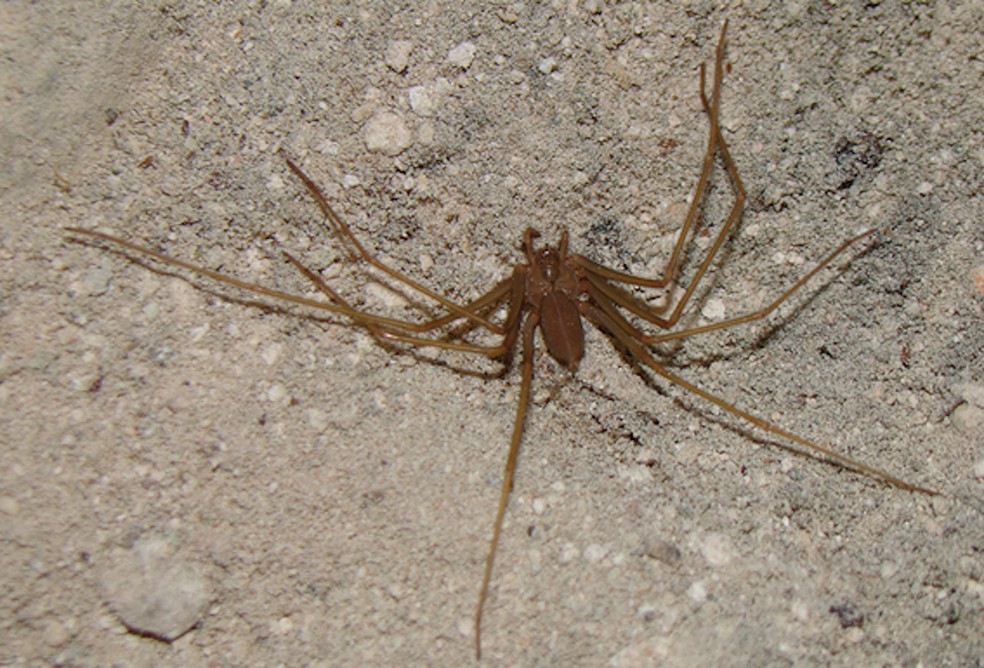 A aranha marrom (Loxoceles sp) é comum nas regiões Sul e Sudeste do Brasil — Foto: Wikimedia / Rogerio Bertani / Creative Commons