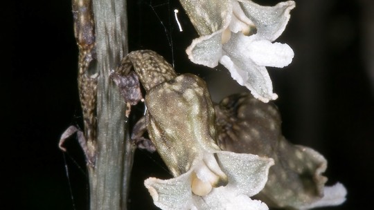 Com o fungo certo, cientistas podem salvar orquídea rara da extinção