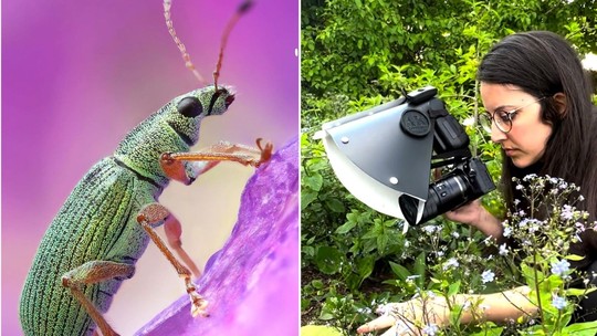 Fotógrafa desvenda o universo dos insetos de jardim com incríveis fotos ampliadas