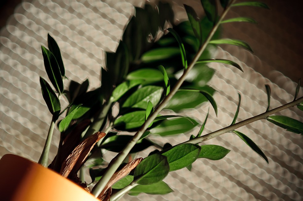 Resistente e de baixa manutenção, a zamioculca simboliza estabilidade e prosperidade, sendo frequentemente usada em ambientes de trabalho — Foto: raschiapedane/Flickr/Creative Commons