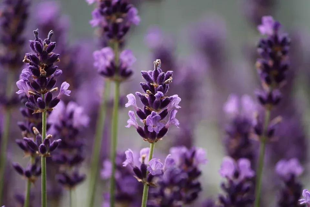 40 plantas roxas para conferir cor e contraste ao jardim