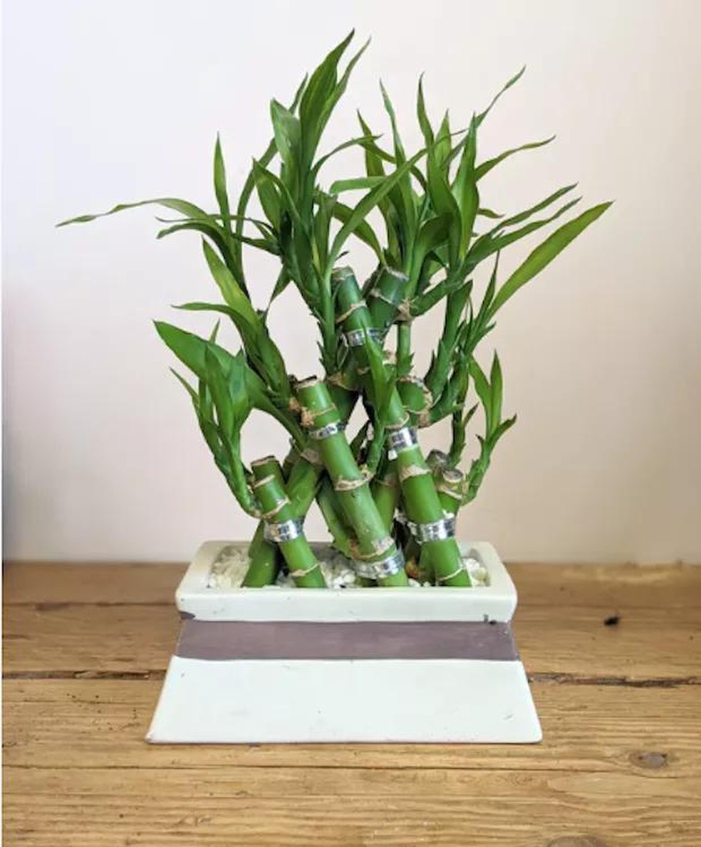 O bambu-da-sorte é usado como um amuleto para movimentar a energia positiva dentro de casa (Foto: Leafy / Reprodução) — Foto: Casa e Jardim
