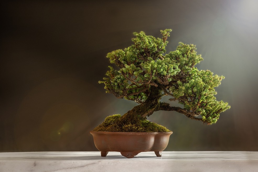 O bonsai, que em tradução literal significa "plantado em uma bandeja", estará em alta em 2024 — Foto: Pixabay / CreativeCommons